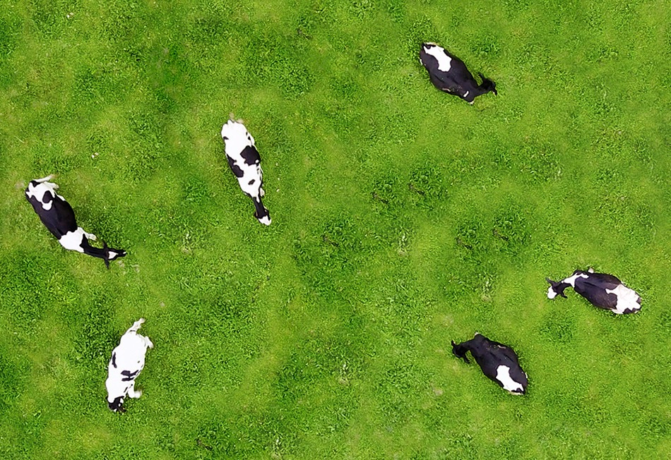 TopViewCows_950x625
