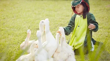 A young child feeding geese and exploring nature
