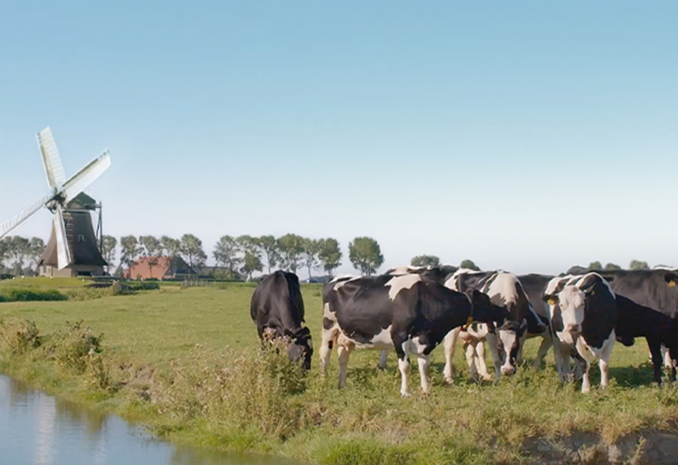 Holland-Farm_950x652