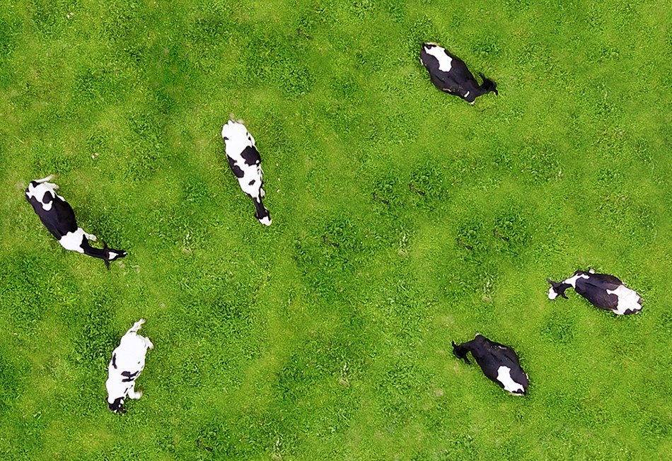 TopViewCows_950x625