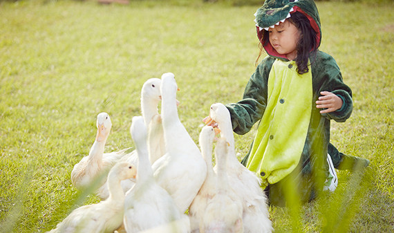 A young child feeding geese and exploring nature