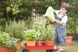 A young child demonstrating responsibility by watering plants