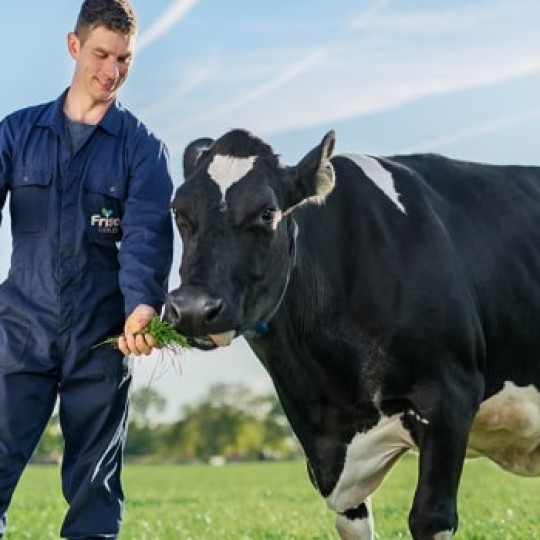 Friso® Gold farmers prepare a balanced and customised diet for each of the cows to meet their nutritional needs