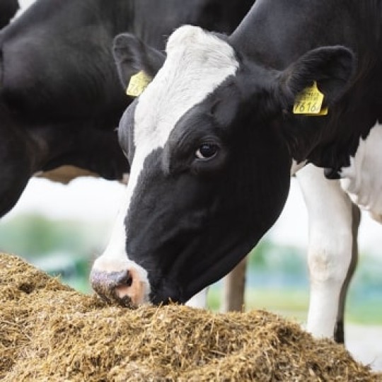 Lembu memakan makanan berkhasiat untuk penghasilan susu formula Friso® Gold NOVAS™ yang terbaik dan berkualiti tinggi