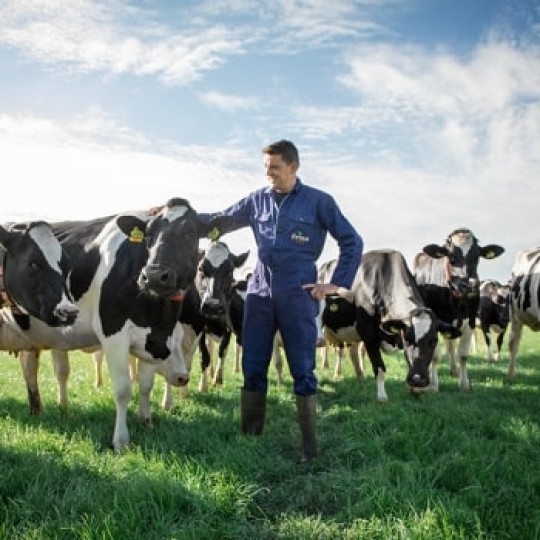 Lembu-lembu diternak di kawasan yang ideal untuk menghasilkan susu formula Friso® Gold yang berkualiti