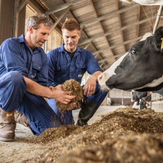 Makanan lembu disediakan dengan terperinci oleh para penternak Friso® mengikut status fisiologi mereka