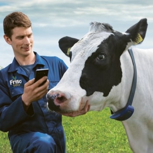 Penternak Friso® sedang memantau tahap kesihatan lembu dengan menggunakan sensor leher