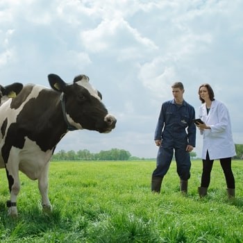Penternak Friso® sedang memilih lembu yang sihat dan berkualiti demi menghasilkan Susu Istimewa NOVAS™ yang berkualiti tinggi