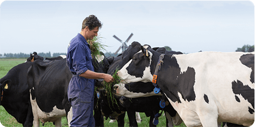 FrieslandCampina is fully owned by over 19,000-member dairy farmers in the Netherlands, Germany and Belgium.