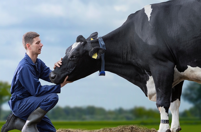 3-Selected-Cows_950x625